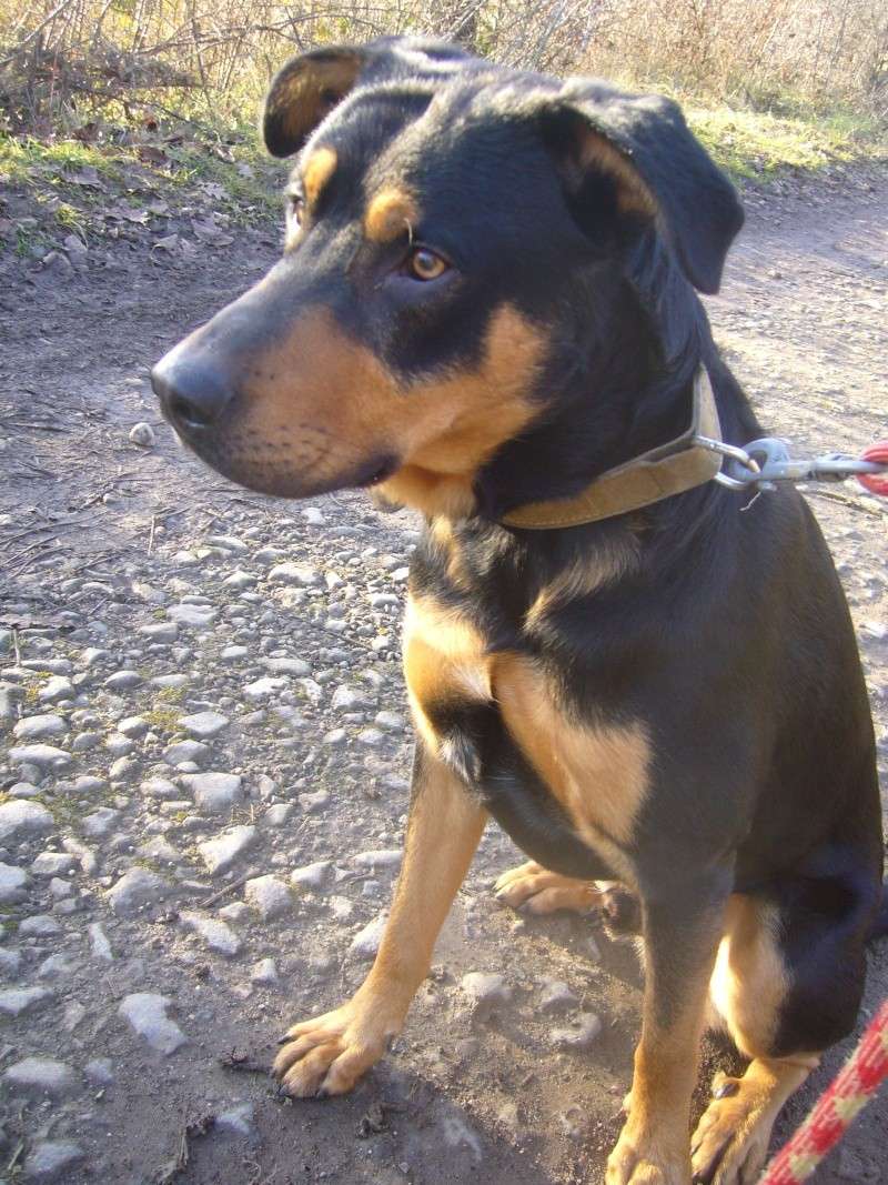 Champion, croisé beauceron, 1 an 1/2 Champi14