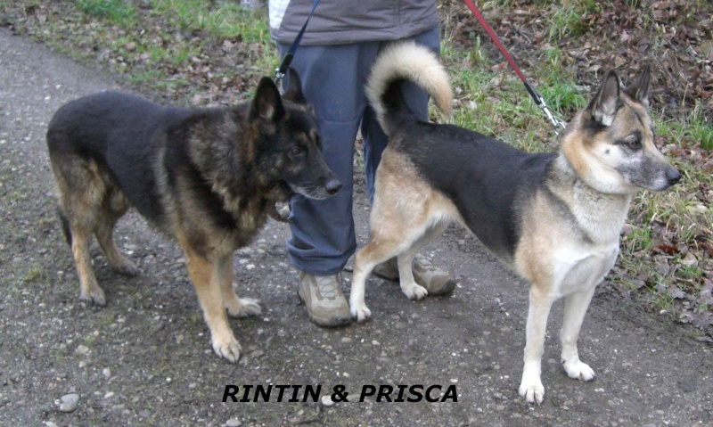 PRISKA Xhusky 10 ans REF  magnifique femelle aux yeux clairs (54) ADOPTEE Rintin11