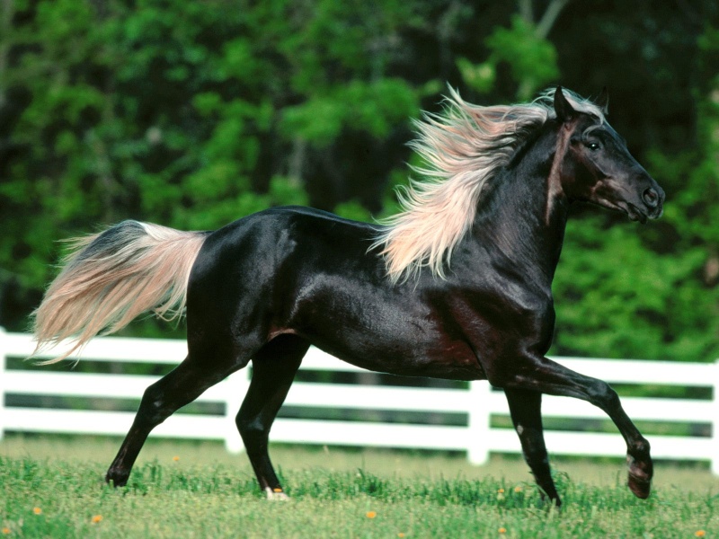 Le Rocky Mountain Horse... Joe_ba10