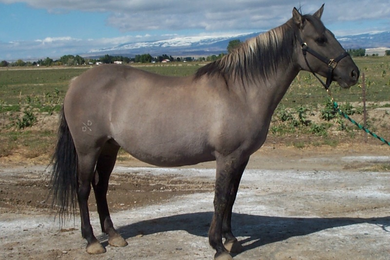 Le Pryor Moutain Horse Lsa_0910