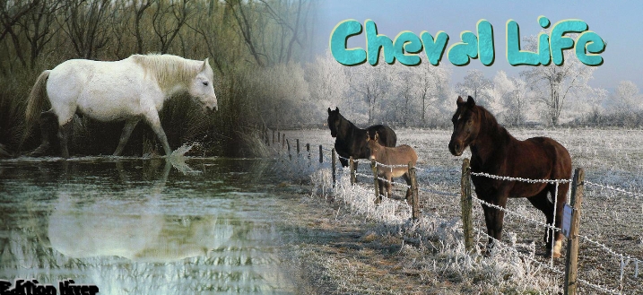 les votes Cheval11