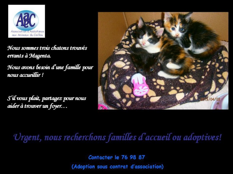 chatons à l'adoption 54443510