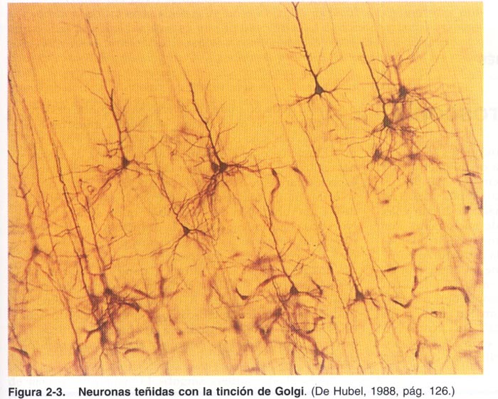La Célula Crística - Página 3 Neuron10