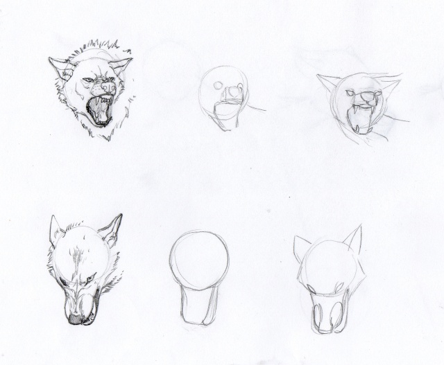 tuto : comment dessiner un loup ? (2) - Page 4 Loup_t10