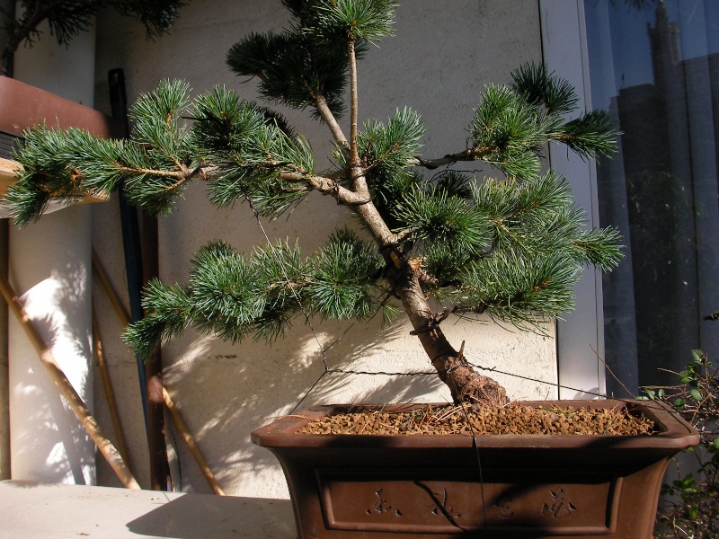 Idées pour un Pinus Parviflora Sany0011