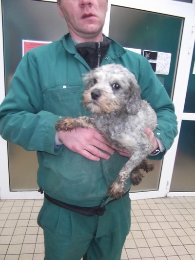 62 - Béthune : encore 13 chiens x caniches retirés Caiche10