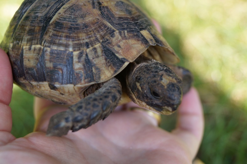 Identification d'une tortue Dsc03312