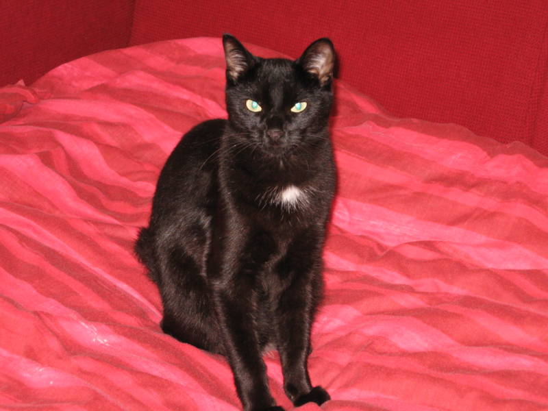 Perdu Noirot chat noir à chanteloup les bois (49) E06e_210