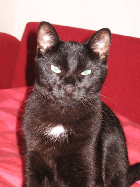 Perdu Noirot chat noir à chanteloup les bois (49) E0bf_210