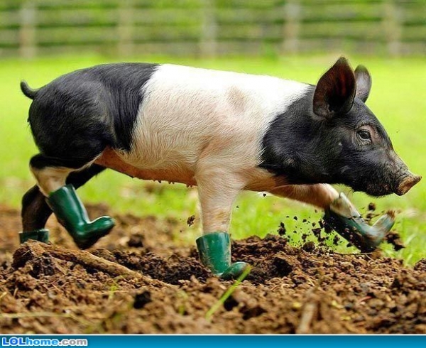 Pig Boots...... Resize11