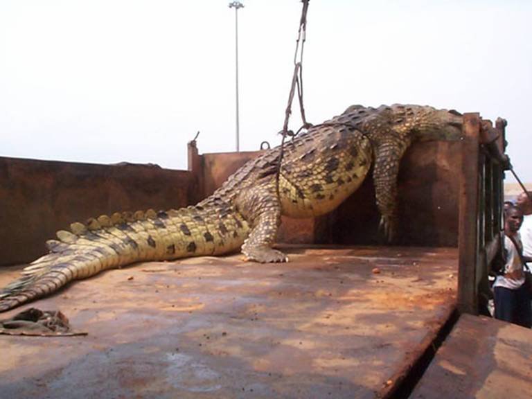 أكبر تمساح في العالم.. بالصور Temsa210