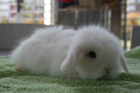 A Quel Age Les Oreille D Un Bebe Lapin Belier Tombe