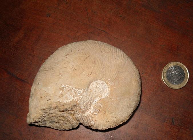 Ammonite calloviense Dsc01014