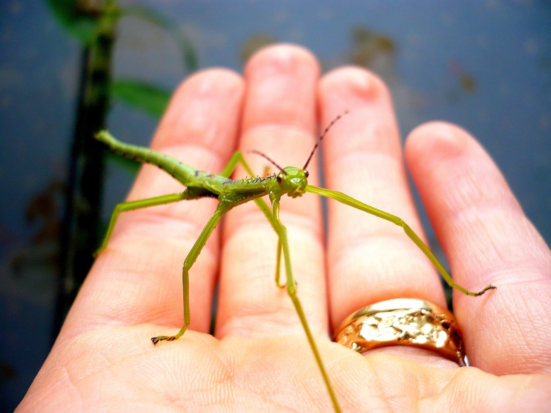 Rhaphiderus scabrosus Phasme10