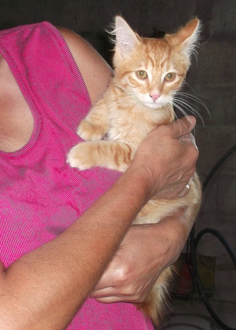 Magnifique chaton roux poils mi longs 3/4 mois - délai 09/09/2013 115