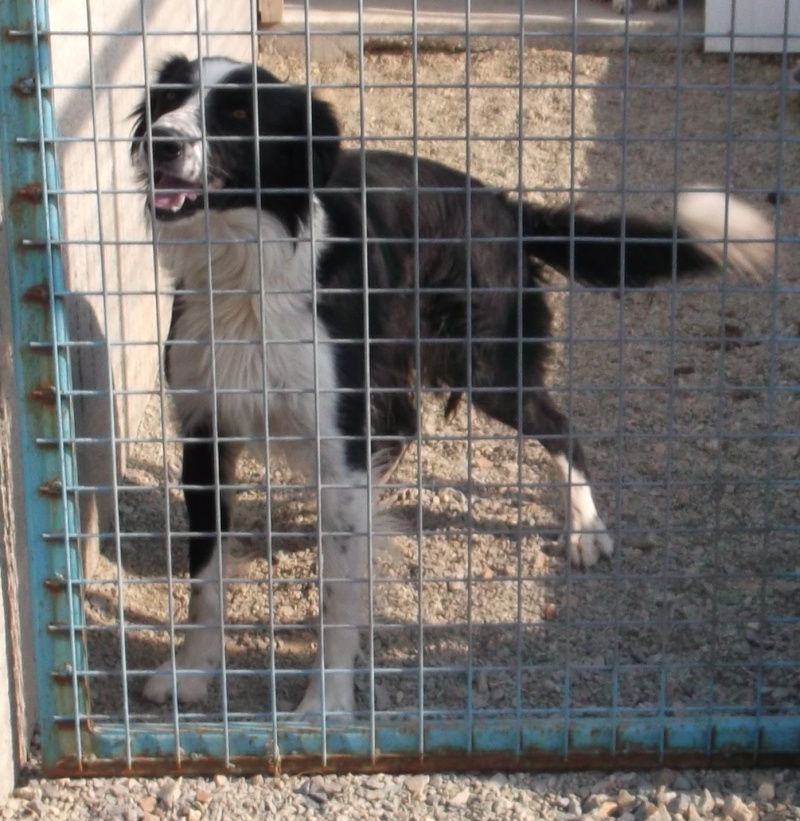 Mâle border collie Fourrière Sud 44 - délai 04/09/2013 117