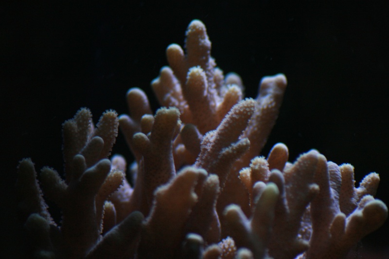identification corail? Img_1611