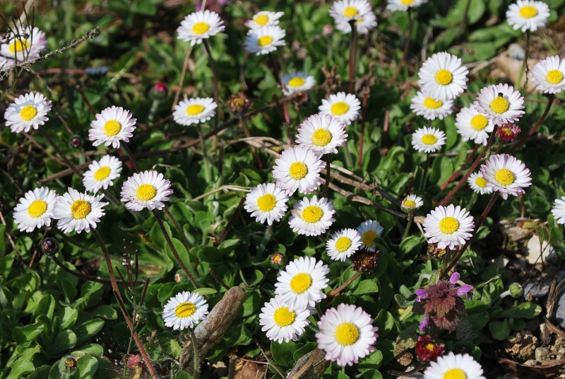 SAPEVATE CHE LA PIANTA BELLIS PERENNIS...... Dsc_7510