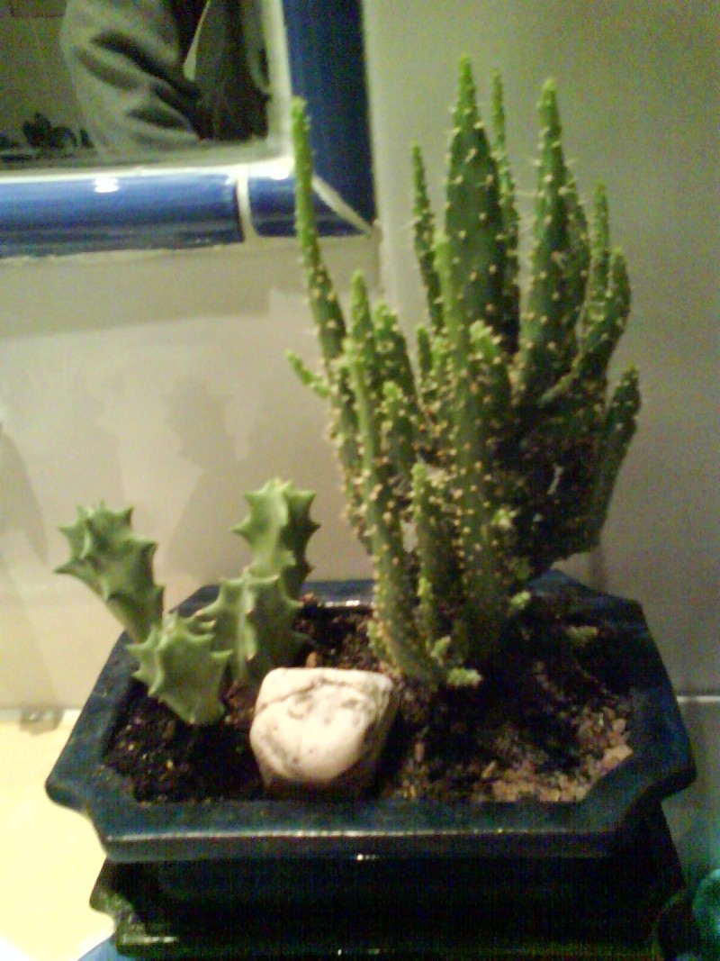 Identification Cactus et plante grasse Dsc00110