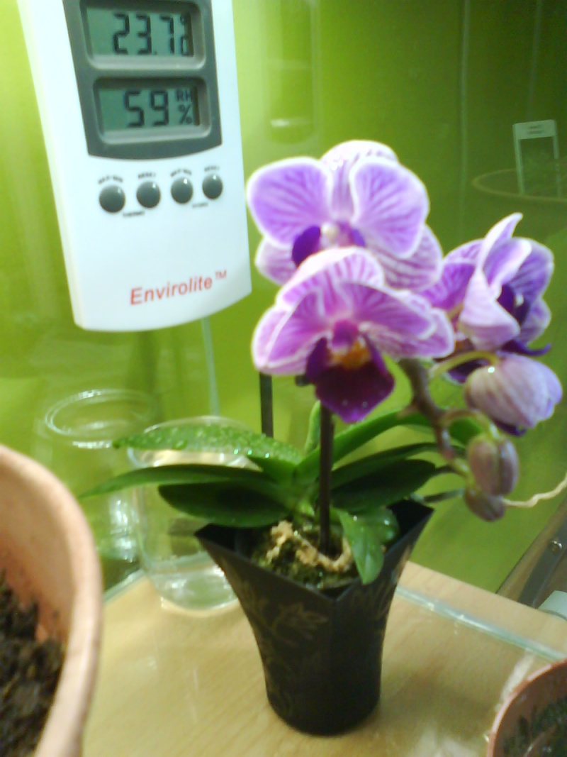 Bébé Orchidée Phalaenopsis Dsc00121