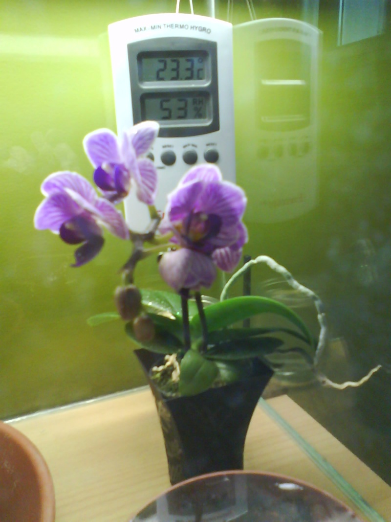 Bébé Orchidée Phalaenopsis Dsc00122