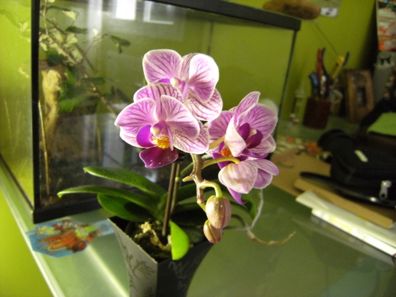 Bébé Orchidée Phalaenopsis Dscf0015