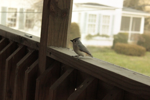 Tufted Titmouse _mg_1210