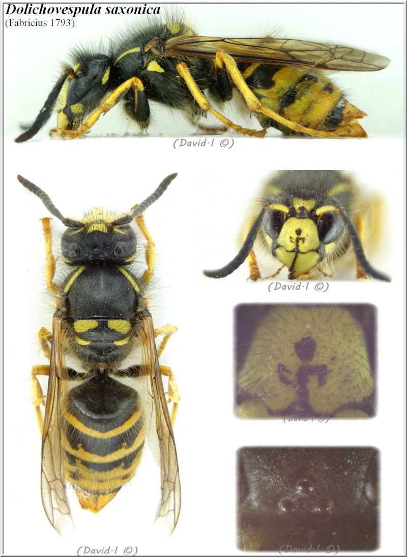 Dolichovespula saxonica (Fabricius 1793) ouvrière D_saxo10