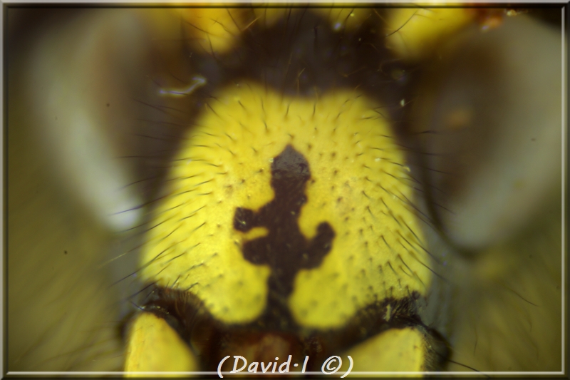 Dolichovespula saxonica (Fabricius 1793) mâle Hym21611
