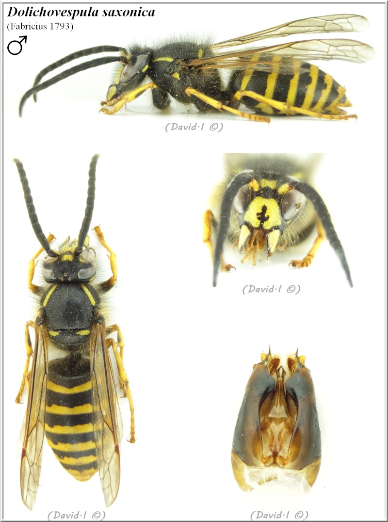 Dolichovespula saxonica (Fabricius 1793) mâle Hym21612