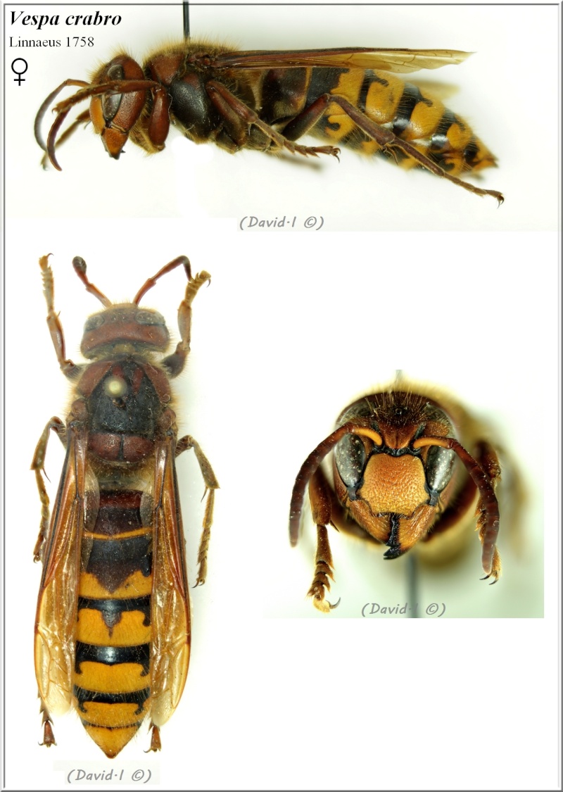 Vespa crabro Linnaeus 1758 femelle Vespa_10