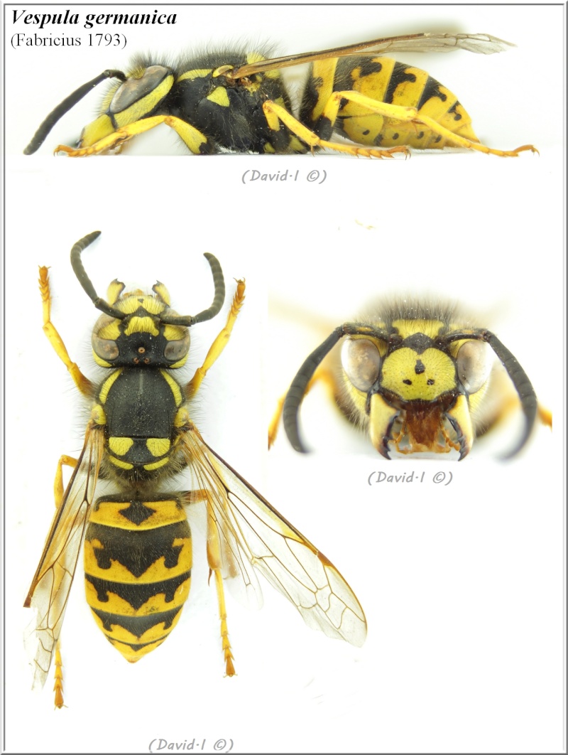 Vespula germanica (Fabricius 1793) ouvrière Vespul10