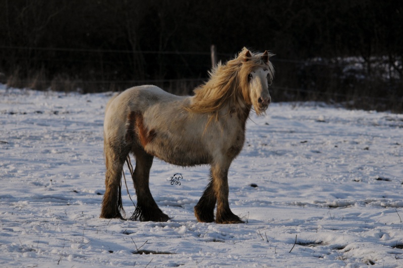 quelques photos des chevaux des longs crins en mode cra cra Mat_0417