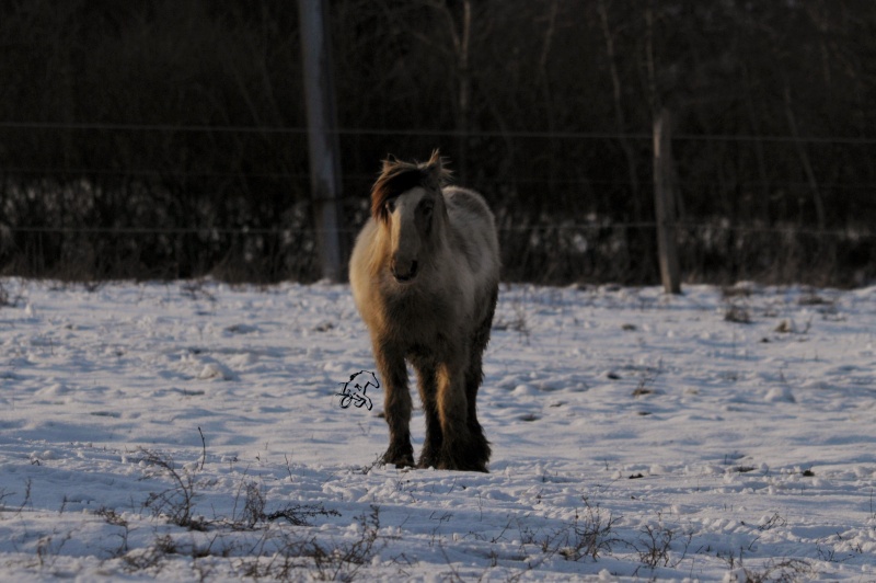 quelques photos des chevaux des longs crins en mode cra cra Mat_0419