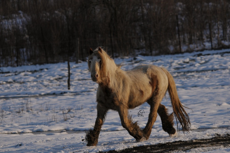 quelques photos des chevaux des longs crins en mode cra cra Mat_0611