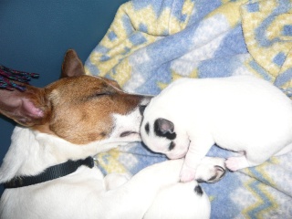 cuccioli - vi presento i cuccioli di LUCY - minivideo - Pagina 4 P1020110