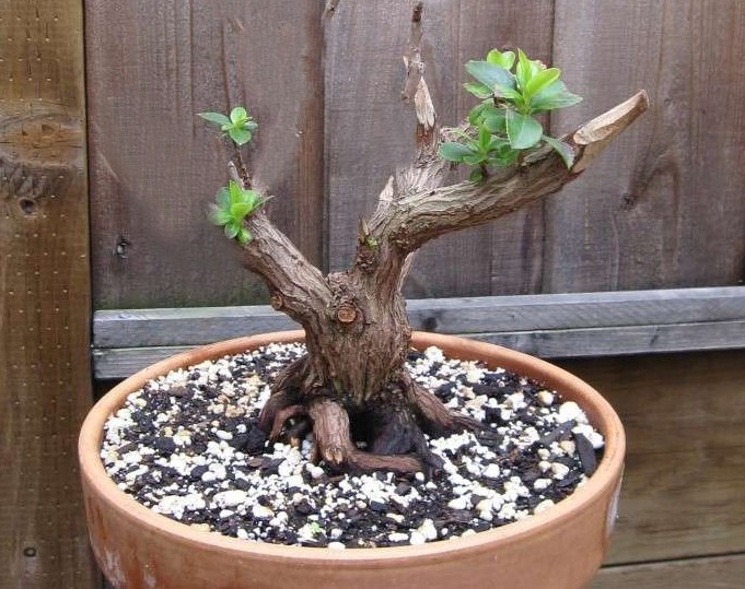 Is it a bonsai yet? Jun10