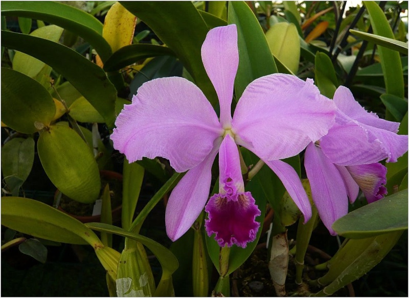 Cattleya trianae Linden & Rchb.f., Wochenschr. Gärtnerei Pflanzenk. 3: 67 (1860) Cattle12