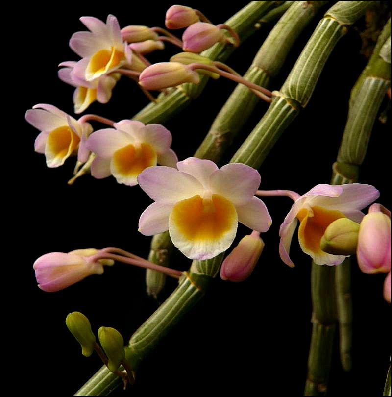 Dendrobium crepidatum Dendro17