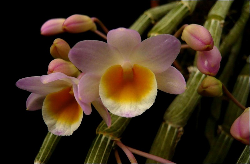 Dendrobium crepidatum Dendro18