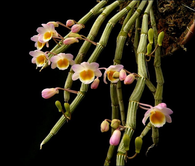 Dendrobium crepidatum Dendro19