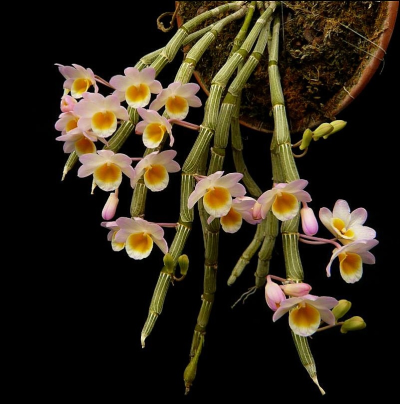 Dendrobium crepidatum Dendro20