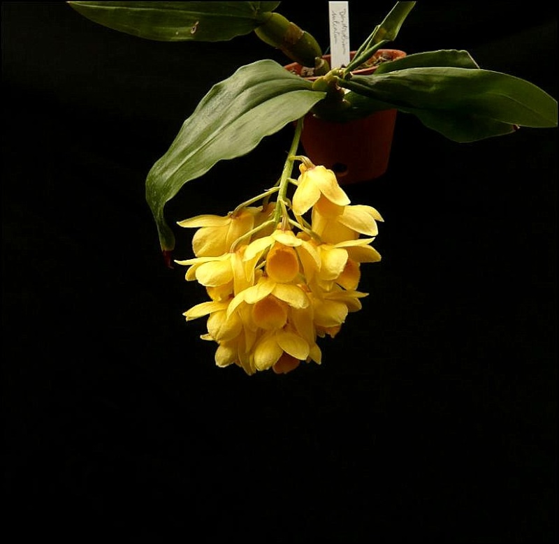 Dendrobium sulcatum Dendro35