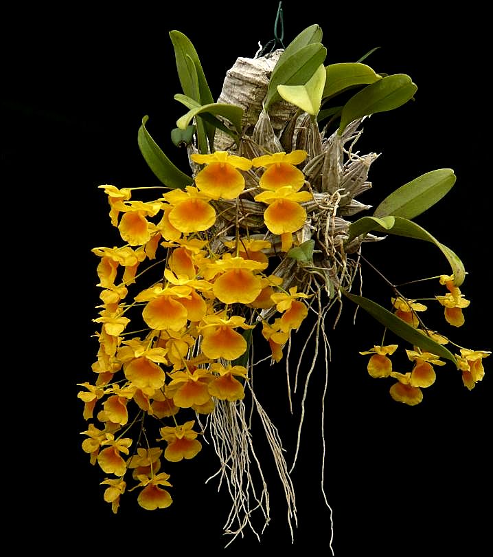 Dendrobium lindleyi Dendro39