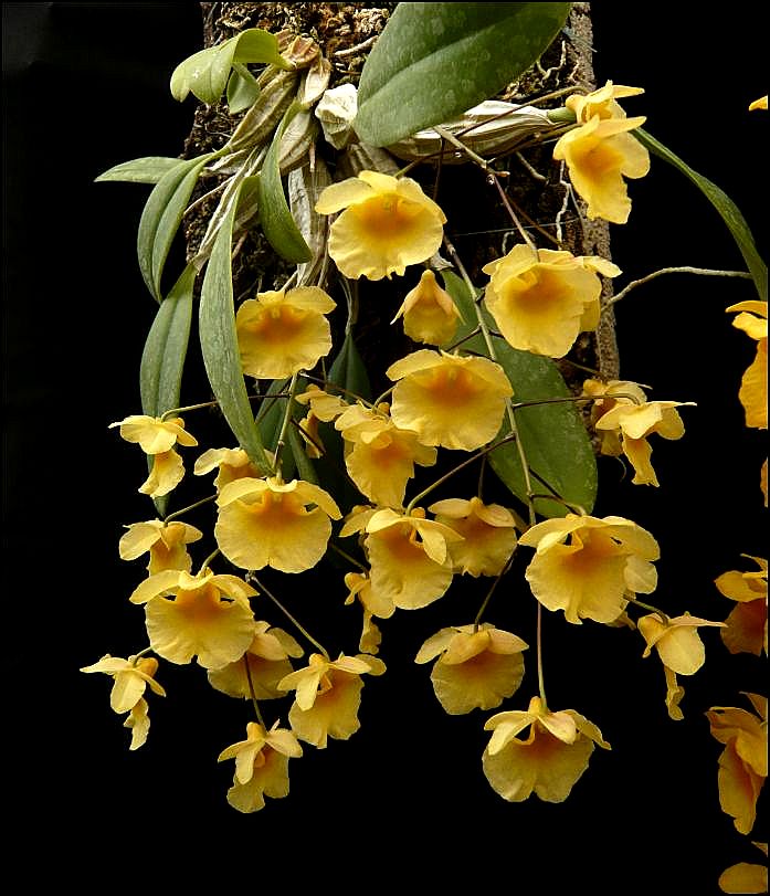 Dendrobium lindleyi (un autre...) Dendro43