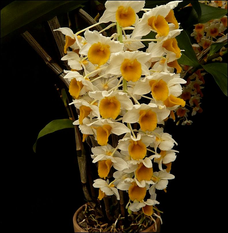 Dendrobium thyrsiflorum Dendro49