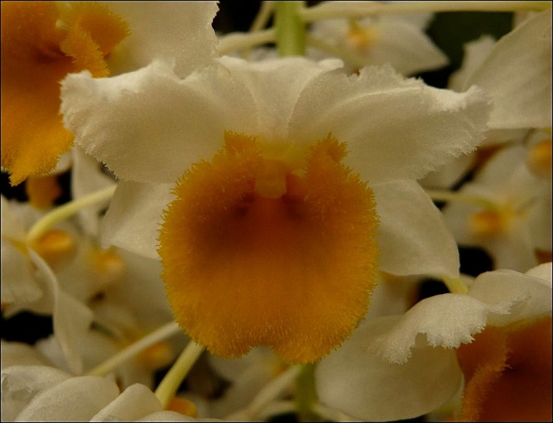 Dendrobium thyrsiflorum Dendro50