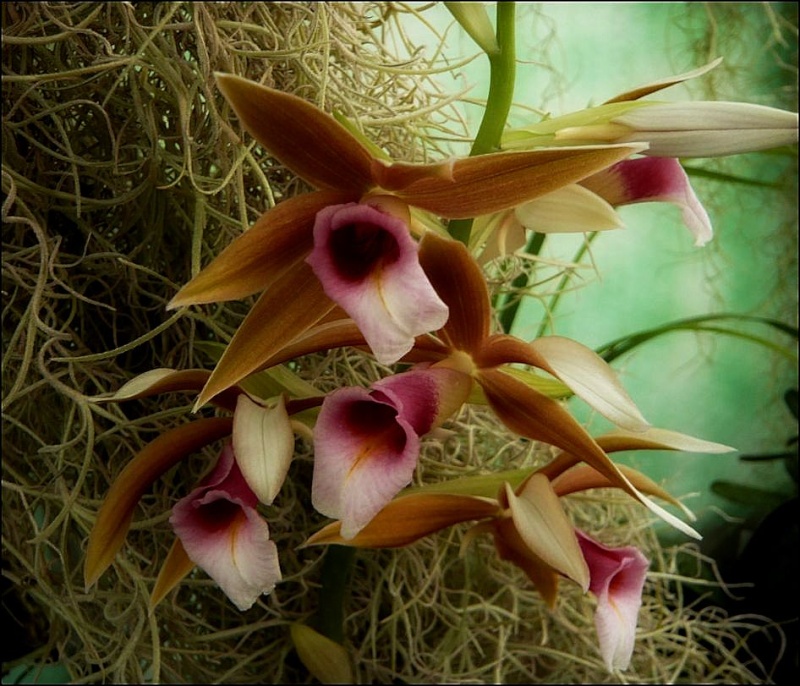 Phaius tankervilleae Phajus10