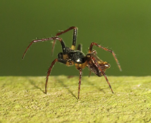 Joli mâle araignée à reconnaître ! 08_05_10