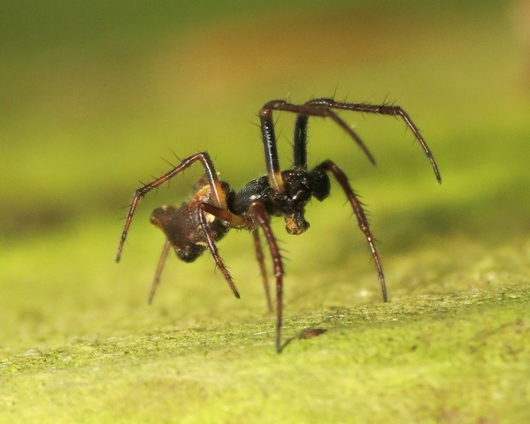 Joli mâle araignée à reconnaître ! 08_05_11